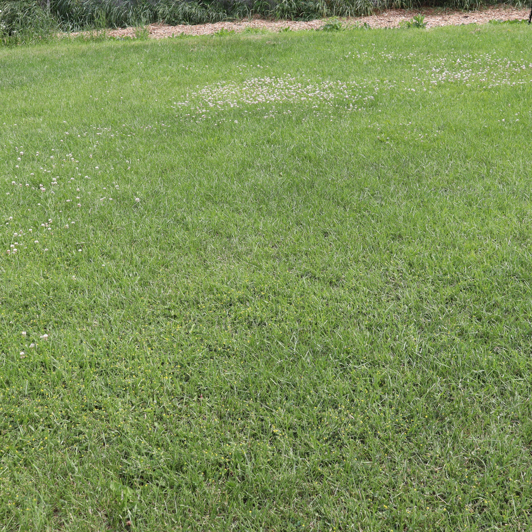🌱 How We Got 300% More Lawn Growth (Yep, You Read That Right!)