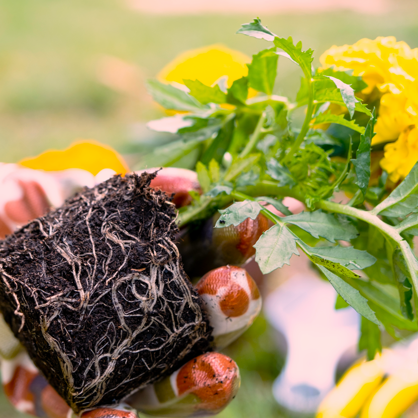 Biochar helping retain nutrients in soil